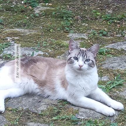 Foto 1/3 Byzou Chat perdido en Orleans