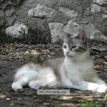 Foto 2/3 Byzou Chat perdido en Orleans