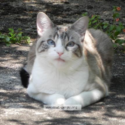 Foto 3/3 Byzou Chat perdido en Orleans