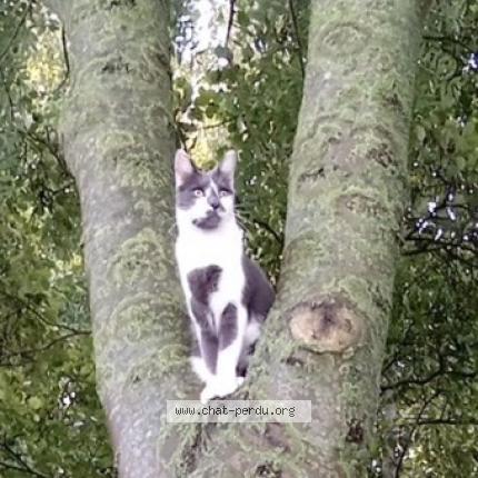 Foto 1/1 José Chat perdido en Auby