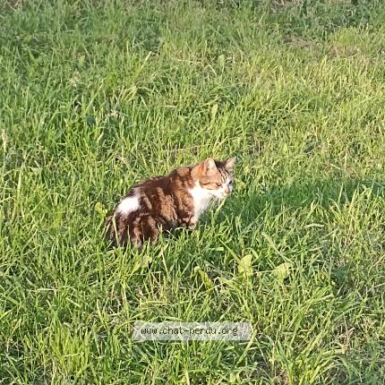 Foto 1/1 Lévis Chat perdido en Brouains
