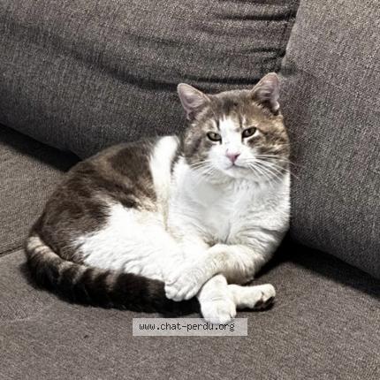 Foto 1/1 Tima Chat perdido en Creteil