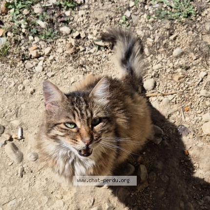 Foto 1/1 Gato encontrado Encontrado en Seyssins
