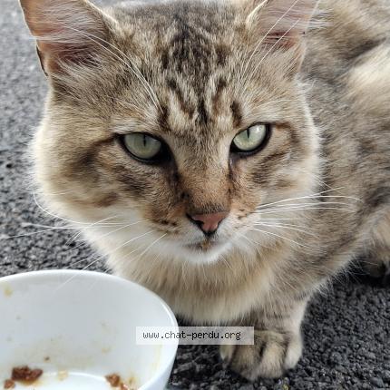 Foto 1/1 Gato encontrado Encontrado en Plaisance du touch