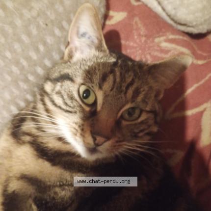 Foto 1/1 Anatola anatella Chat perdido en Troyes