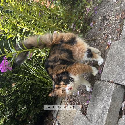 Foto 1/1 Squidgey Chat perdido en Manitowoc