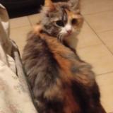 Foto del gato perdido en Corne 49630