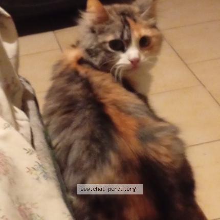 Foto 1/1 Lana Chat perdido en Corne 49630