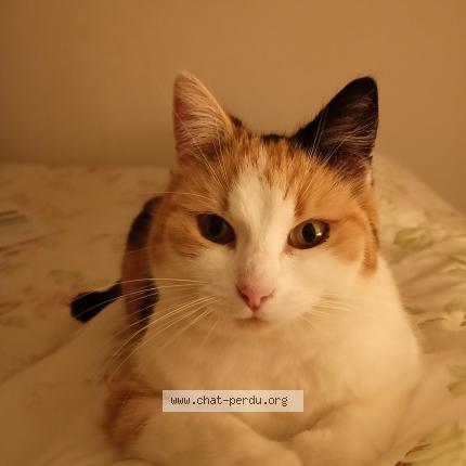 Foto 1/1 Lys Chat perdido en Perignan