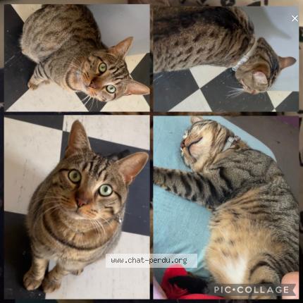 Foto 1/1 GRYDZZI Chat perdido en Gennevilliers