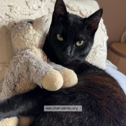 Foto 1/1 Hiba Chat perdido en Carpentras