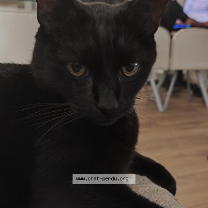 Foto 1/1 Atol Chat perdido en Villaines la gonais