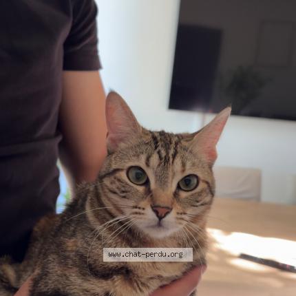 Foto 1/1 Mina Chat perdido en Carpentras