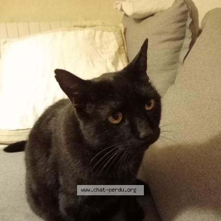 Foto 1/1 Argo Chat perdido en Maizieres les metz