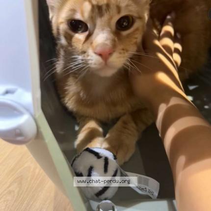 Foto 1/1 Simba Chat perdido en Toulouse