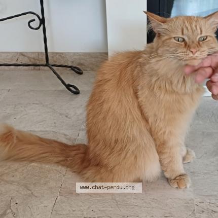 Foto 1/1 Winnie Chat perdido en Saint herblain