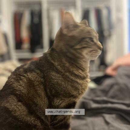 Foto 1/1 Chachou Chat perdido en Luce