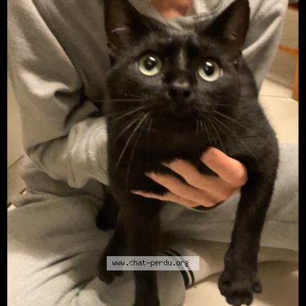 Foto 1/1 Gato encontrado Encontrado en Livet