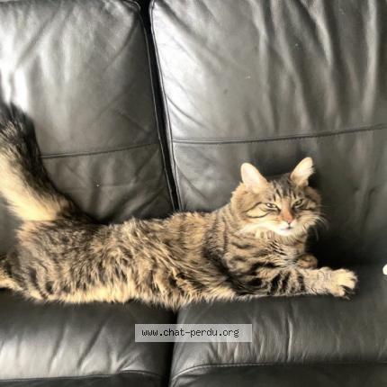 Foto 1/1 Mino Chat perdido en Bobigny