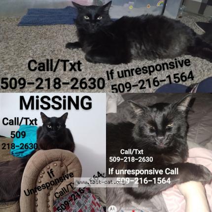 Foto 1/1 Ace Chat perdido en Spokane