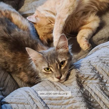 Foto 1/1 Raven Chat perdido en Banassac