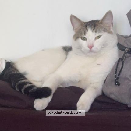 Foto 1/1 Tigrou Chat perdido en Gometz le chatel