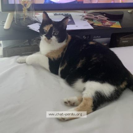 Foto 1/1 Bella Chat perdido en La membrolle sur choisille