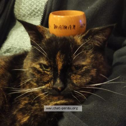 Foto 1/1 Orphée Chat perdido en Gerponville