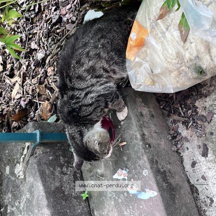 Foto 1/1 Gato encontrado Encontrado en Bischoffsheim