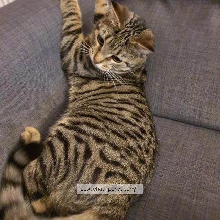 Foto 1/1 Minette Chat perdido en Mayet