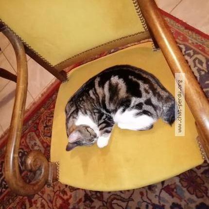 Foto 1/1 Chiesty Chat perdido en Plumieux