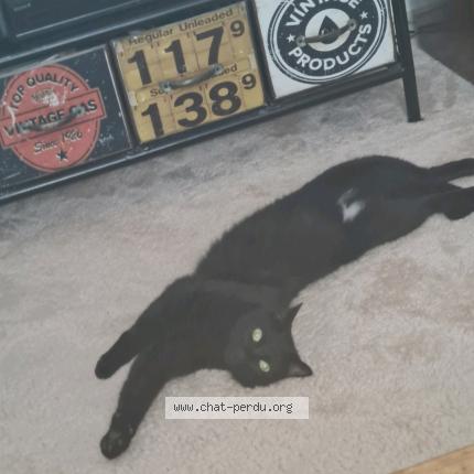 Foto 1/1 Ragnar Chat perdido en Nantes