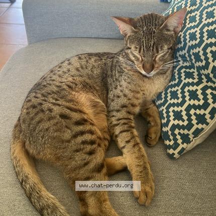 Foto 1/1 Bébé chou Chat perdido en Fargues saint hilaire