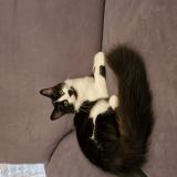 Foto del gato perdido en Mulhouse