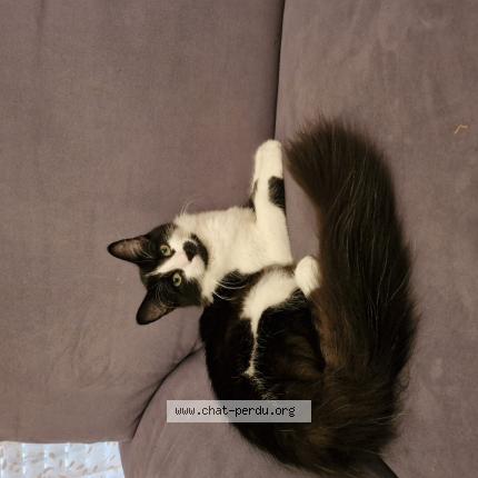 Foto 1/1 Menouch Chat perdido en Mulhouse