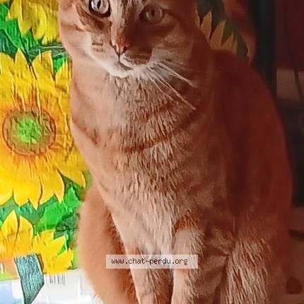 Foto 1/1 Titi Chat perdido en Lingolsheim