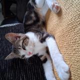 Foto del gato perdido en Le Plessis Grammoire