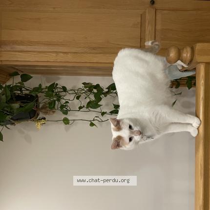 Foto 1/1 Juled Chat perdido en Boucherville