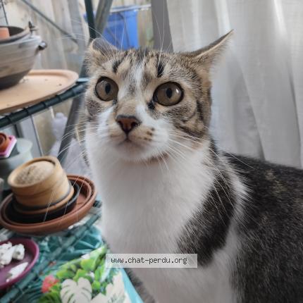 Foto 1/1 Louni Chat perdido en St herblain