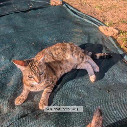 Foto 1/1 Bella Chat perdido en Xeuilley