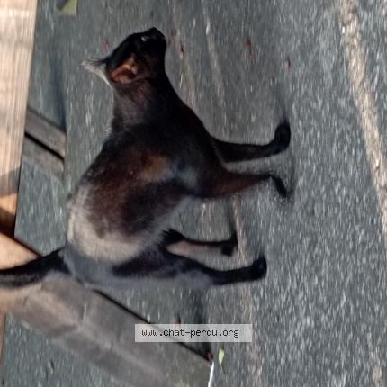 Foto 1/1 Moka Chat perdido en St didier en velay