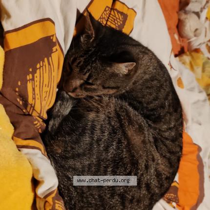 Foto 1/1 Ninouche Chat perdido en Tilh