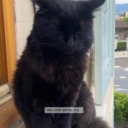 Foto 1/1 Japhar Chat perdido en Saint laurent