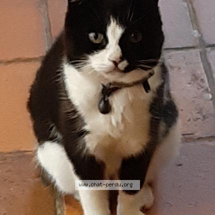 Foto 1/1 Fayette Chat perdido en La foye monjault