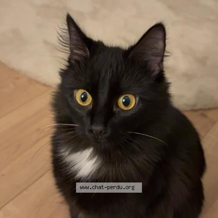 Foto 1/1 Minoush Chat perdido en Orleans