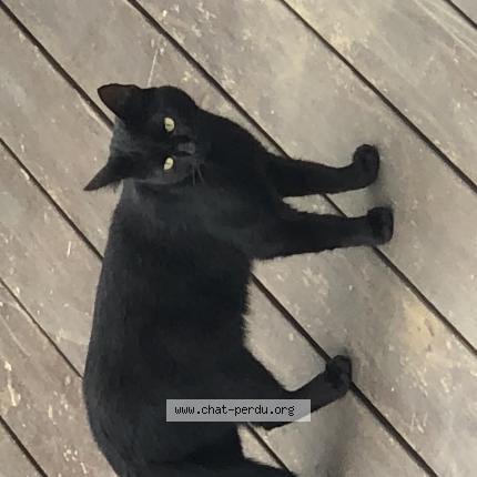 Foto 1/1 Gato encontrado Encontrado en Ychoux