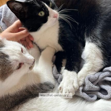 Foto 1/1 Mando Chat perdido en Evreux