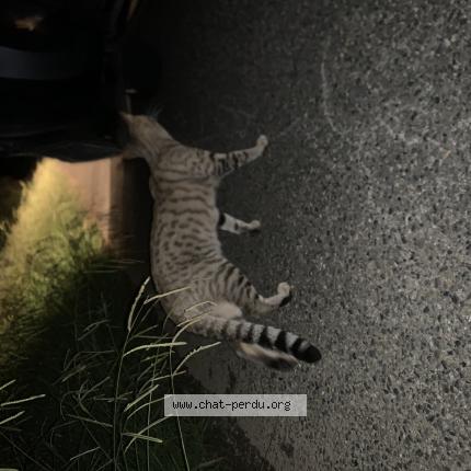 Foto 1/1 Gato encontrado Encontrado en Plaisance du touch