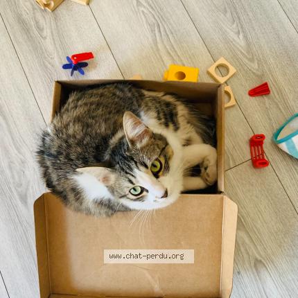 Foto 1/1 Louve Chat perdido en Arles