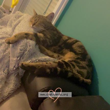 Foto 1/1 Dobby Chat perdido en Saint pierre en val